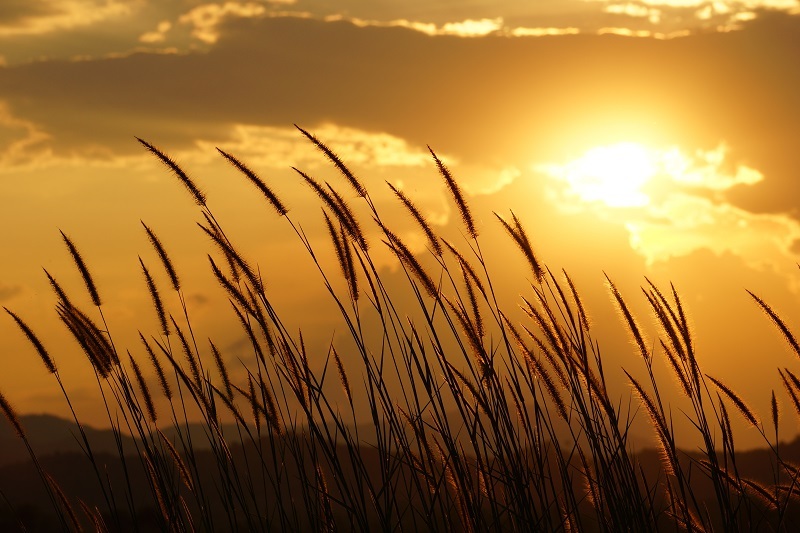 flowers flowers  / lasting flowers