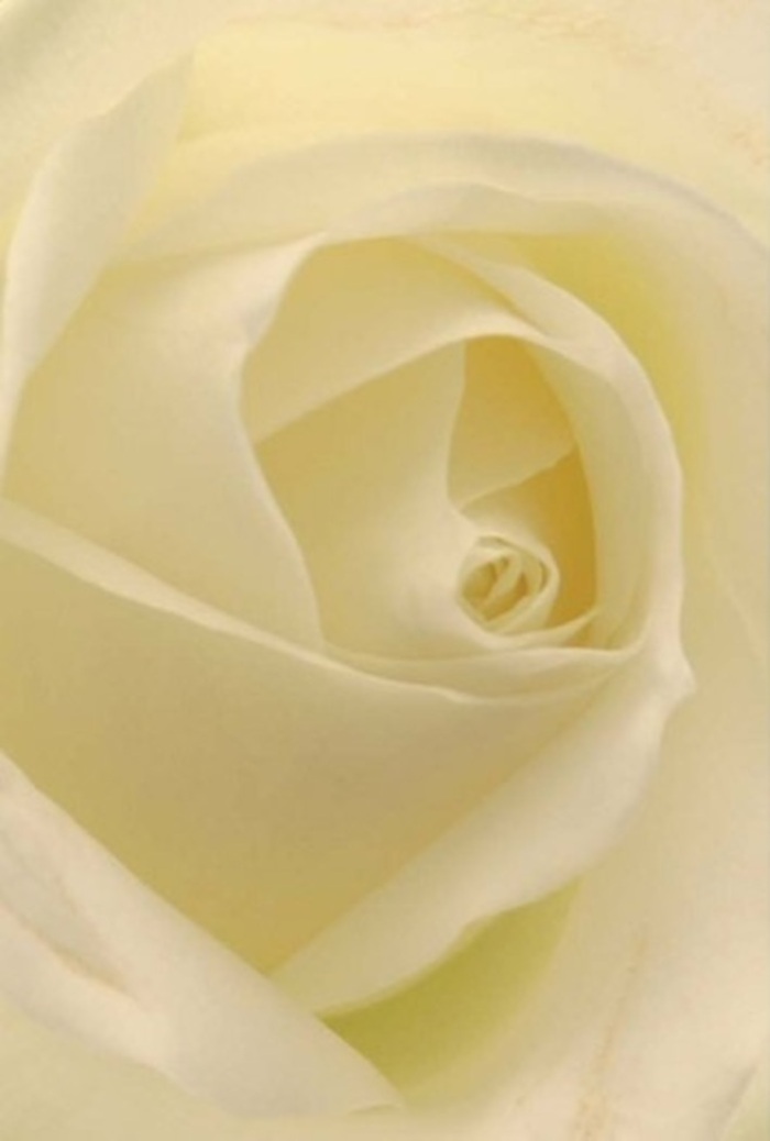 Draw close to this classic rose-crafted with care in the heart of St Mary Cray-and see the interplay of softness and subtle colour in every petal. Gradients of creamy white, faint blush, and pure ivory gather in a perfect spiral, each fold seemingly illuminated from within, capturing the gentle light found on peaceful walks near Orpington Fields. The composition is designed with tranquility at its core, providing an elegant backdrop to moments both tender and significant-whether an apology, an expression of devotion, or the statement piece at a wedding reception in one of St Mary Cray's charming venues. The near-perfection of the central swirl suggests purity and gentle resilience, a theme reflected in the work of local florists. The shadows and contours highlight each layer's uniqueness, while the fragrance offers a fresh, quiet sweetness-a scent that embodies the calm, caring spirit of the community. With every rose delivered from the shop, grace and heartfelt intention travel into the hands of those in Orpington and across St Mary Cray.